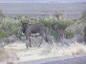 Wild burros (4)